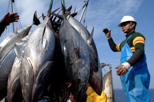 Les exportations nationales de thon vers le Japon poursuivent leur croissance hinh anh 1
