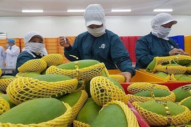 Forte hausse des exportations de fruits et legumes vers la Chine en octobre hinh anh 1