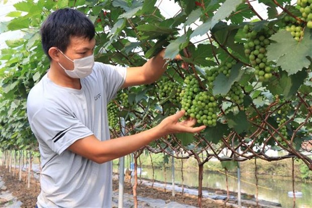 Bac Ninh s’oriente vers une agriculture high-tech hinh anh 1
