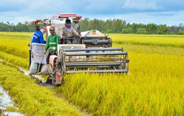 Kien Giang developpe la production de riz de haute qualite a faible emission de carbone hinh anh 1