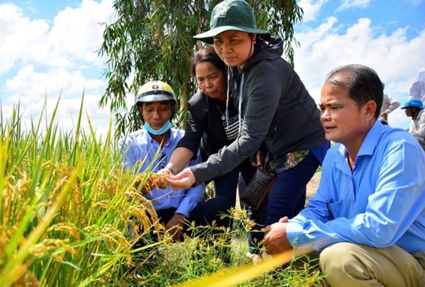 Kien Giang developpe la production de riz de haute qualite a faible emission de carbone hinh anh 2