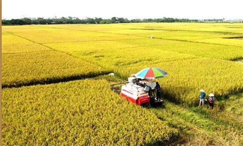 Les produits agricoles vietnamiens conquierent le monde hinh anh 1