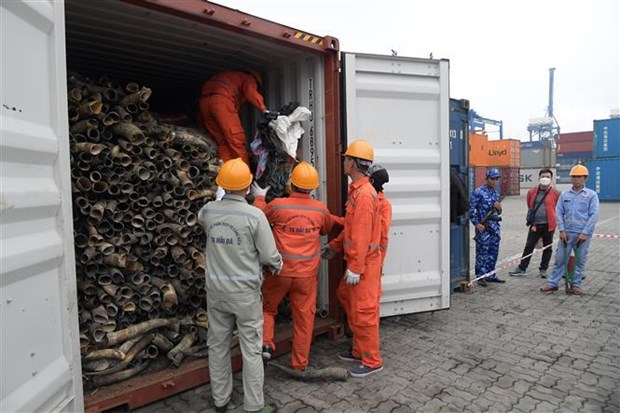 Pres d’une demi-tonne d’ivoire saisie au port international de Lach Huyen hinh anh 1