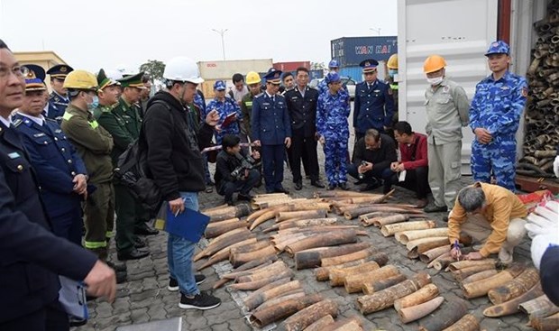 Pres d’une demi-tonne d’ivoire saisie au port international de Lach Huyen hinh anh 2