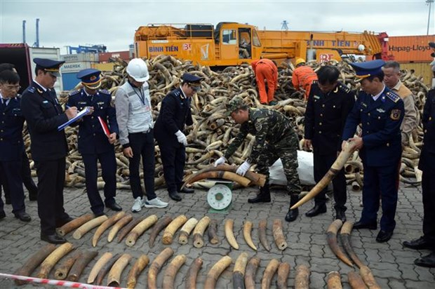 Hai Phong: les organes competents saisissent 125 kg d’ivoire hinh anh 1