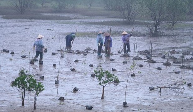Lancement d'un projet de restauration des mangroves a Ninh Binh finance par la R. de Coree hinh anh 1
