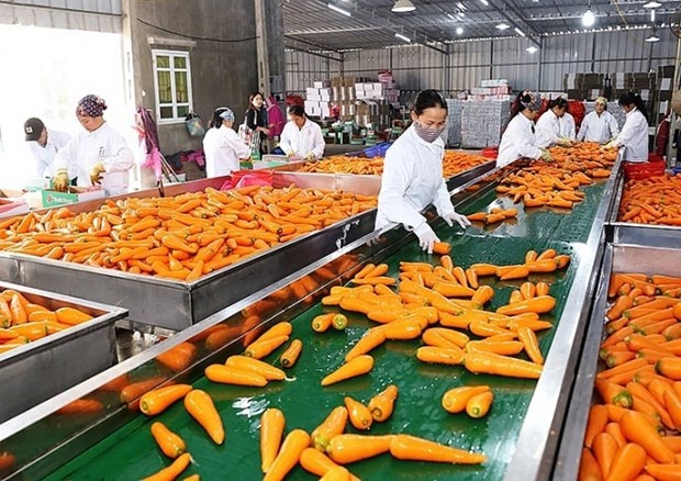 Les exportations des fruits et legumes transformes en forte croissance hinh anh 1