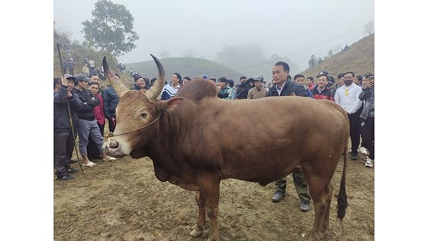 Des combats de bœufs perpetuent la tradition des H’mong hinh anh 3