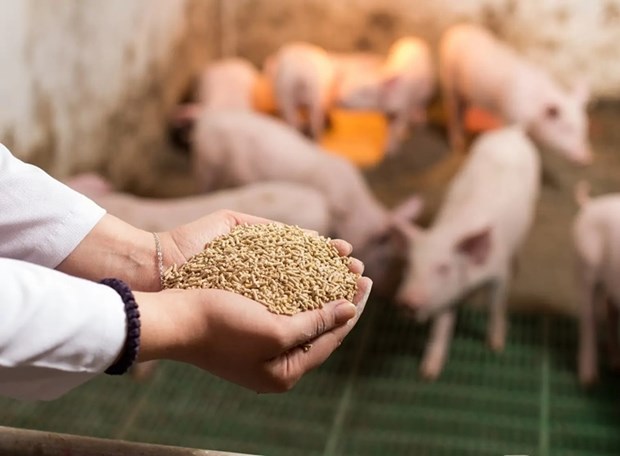 Aliments pour animaux: le Vietnam, 8e producteur mondial hinh anh 1