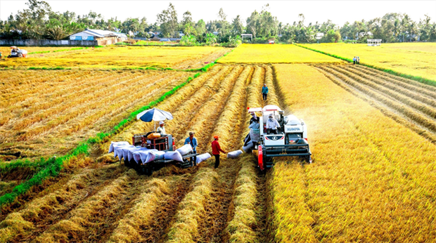 Le secteur agricole s'efforcera d'attirer 25 milliards de dollars d'IDE d'ici 2030 hinh anh 1