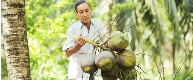 La filiere de la noix de coco sur le point de rejoindre le club du "milliard de dollars d'exportations" hinh anh 1