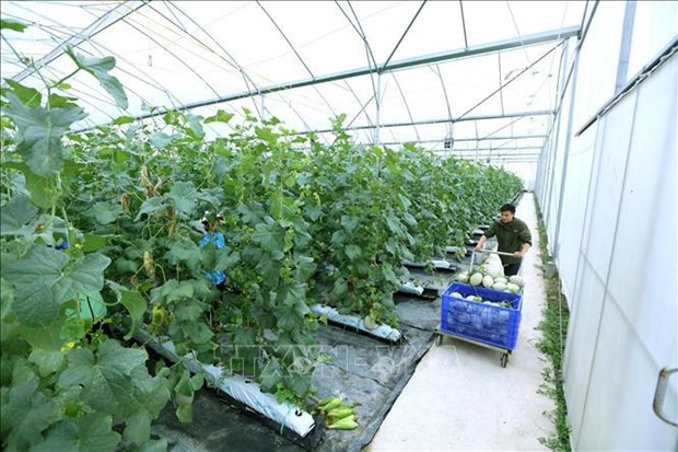 Bac Giang met la science et la technologie au service de la production agricole hinh anh 2