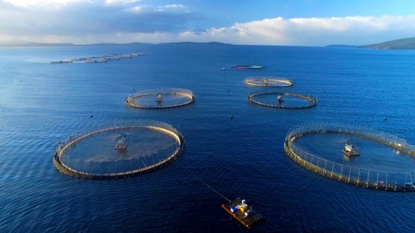 Faire de l'aquaculture marine une industrie moderne hinh anh 1