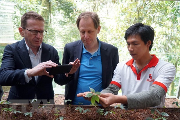 Des experts etrangers inspectent la culture du ginseng Ngoc Linh a Quang Nam hinh anh 1
