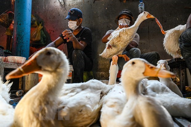 La grippe aviaire H5N1 dans une province cambodgienne sous controle, selon les autorites hinh anh 1