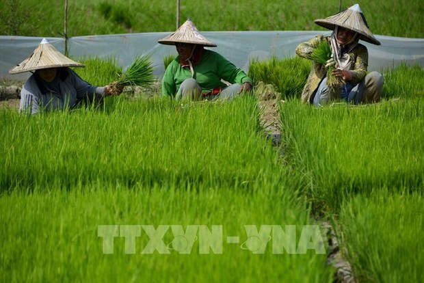 L'Indonesie annonce une strategie nationale d'e-agriculture hinh anh 1