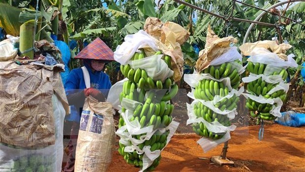Les produits agricoles vietnamiens cherchent un acces durable au marche chinois hinh anh 1