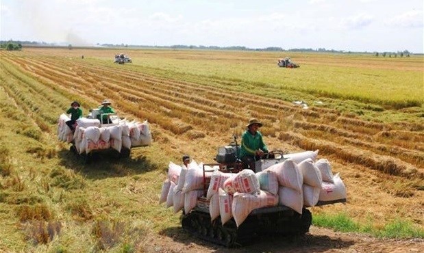 Le Vietnam developpera la riziculture associee a la croissance verte hinh anh 1