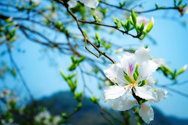 Le festival des fleurs de bauhinia va epater les visiteurs hinh anh 3