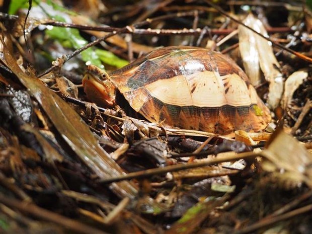 Thanh Hoa : conservation d’especes de tortues rares hinh anh 2