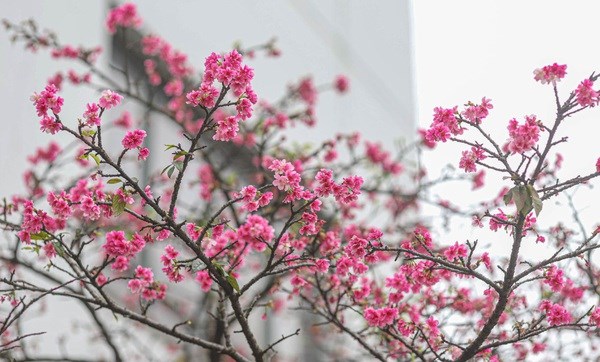 Plus de cerisiers en fleurs plantes dans le parc de Hanoi hinh anh 1