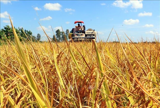Seminaire sur le projet d'un million d'hectares de riz de haute qualite dans le delta du Mekong hinh anh 1