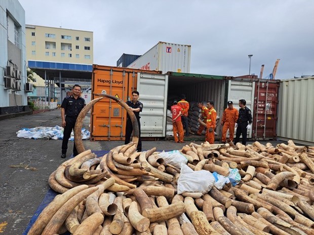 Sept tonnes d’ivoire d’elephant d'Afrique saisies au port de Hai Phong hinh anh 1