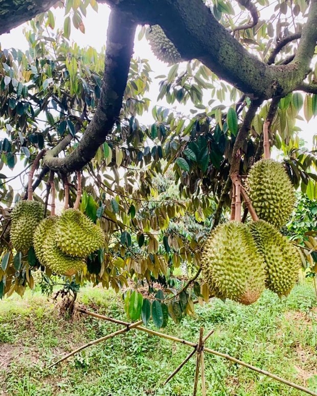 Le durian plus que jamais recherche par le marche chinois hinh anh 2