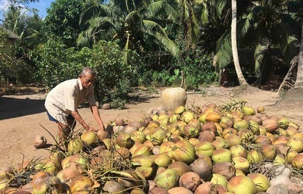 Tra Vinh envisage une expansion dans les zones de culture de la noix de coco biologique hinh anh 1