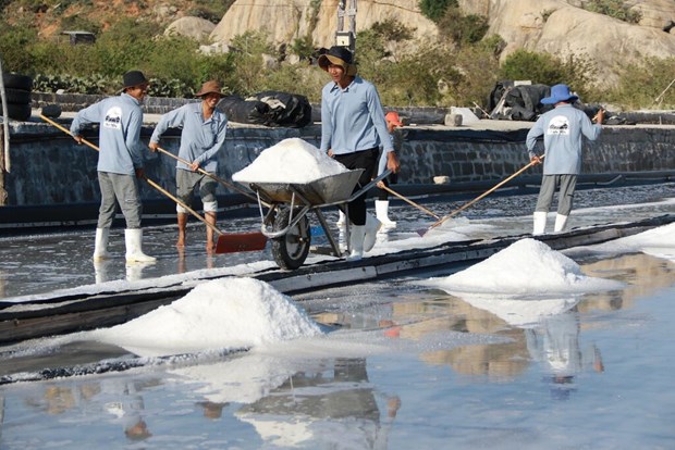 Ninh Thuan oriente sa production de sel vers l’exportation hinh anh 1