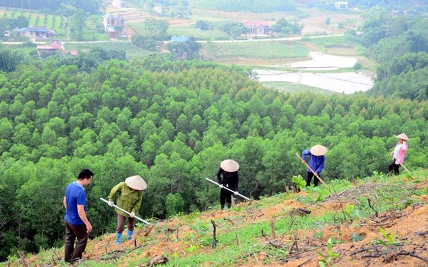 Plantation de 38.700 hectares de forets au premier trimestre hinh anh 1