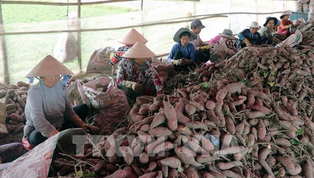Le Vietnam pret a exporter son premier lot de patates douces vers la Chine hinh anh 1