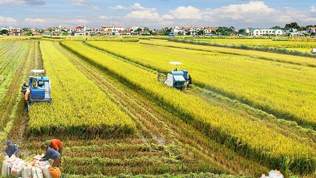 Developpement de l’economie agricole dans la nouvelle periode hinh anh 1