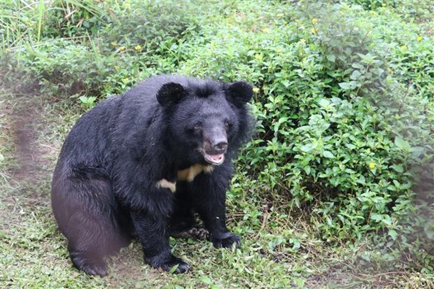 Ninh Binh developpe le tourisme associe a la protection des ours hinh anh 2