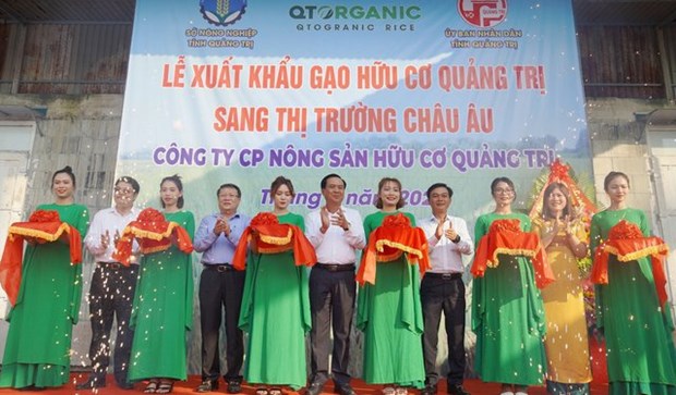 Le premier lot de riz bio Quang Tri prend le chemin de l’Europe hinh anh 1