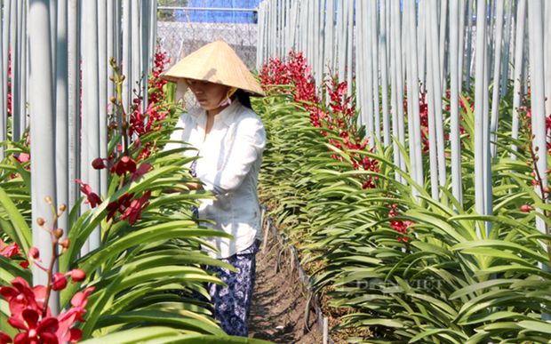 Ho Chi Minh-Ville ameliore sa capacite de production de plantes ornementales hinh anh 2