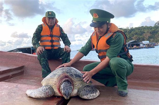 Kien Giang: une tortue marine est relachee dans l'ocean hinh anh 1