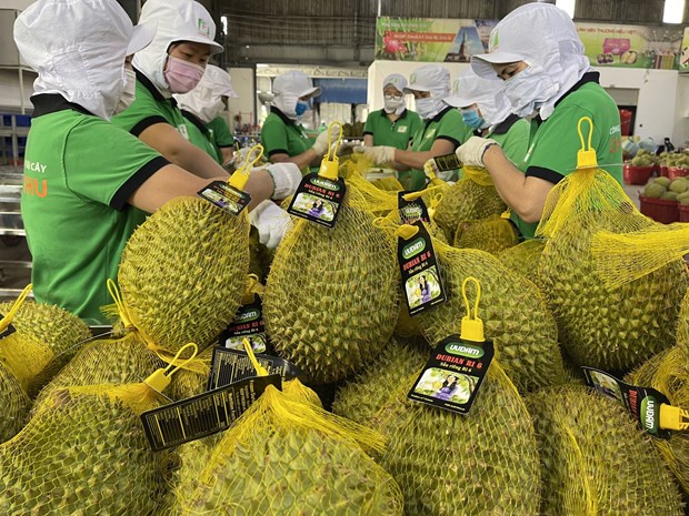 Les exportations de durians sur la bonne voie hinh anh 2
