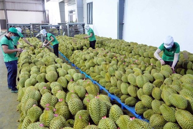 Les exportations de durians sur la bonne voie hinh anh 1