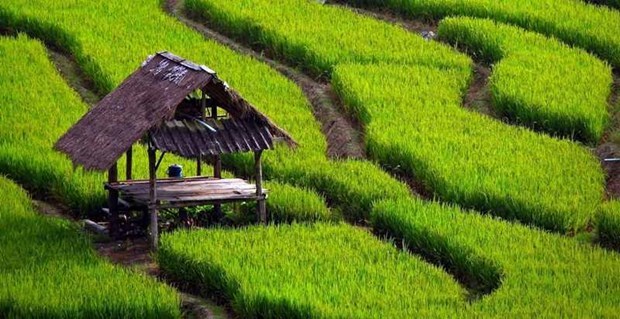 L'Indonesie privilegie une agriculture moderne et durable hinh anh 1