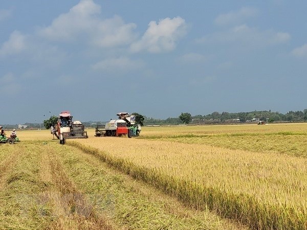 La strategie de developpement des marches d'exportation du riz du Vietnam jusqu'en 2030 approuvee hinh anh 1