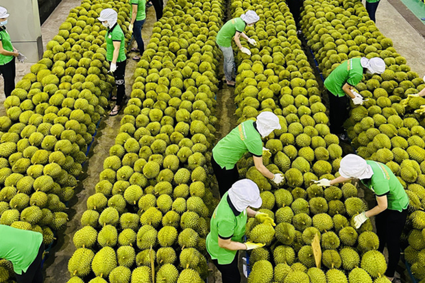 Les exportations de fruits et legumes atteignent pres de 1,9 milliard de dollars en cinq mois hinh anh 1