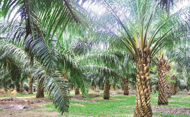 L'Indonesie va etendre sa superficie de culture de palmiers hinh anh 1