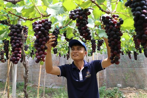 Ninh Thuan developpe un ecosysteme du raisin dans la dynamique touristique hinh anh 2