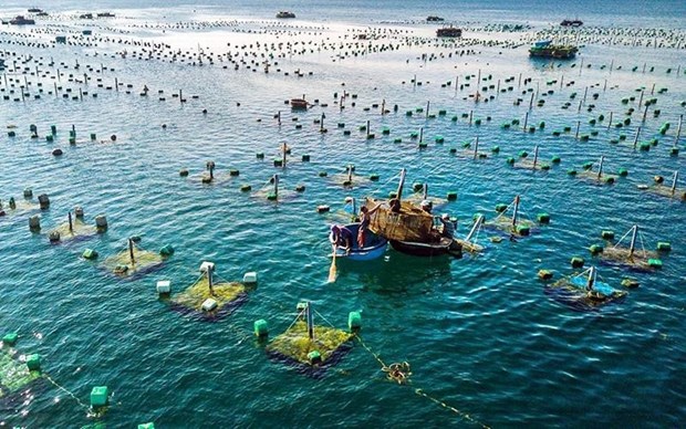 Le Vietnam et la Norvege promeuvent leur cooperation dans l'aquaculture marine hinh anh 2