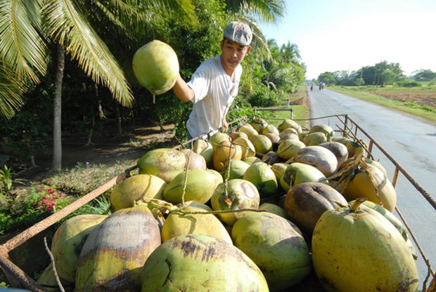 Le durian et la noix de coco devraient rejoindre le club des exportations "a 1 milliard de dollars" hinh anh 1