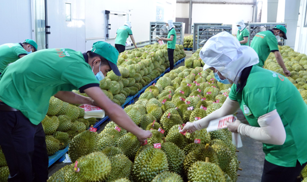 Le durian et la noix de coco devraient rejoindre le club des exportations "a 1 milliard de dollars" hinh anh 2