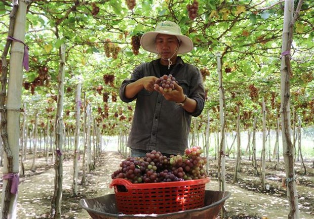 Ninh Thuan transforme l'agriculture de haute technologie en fer de lance economique hinh anh 1