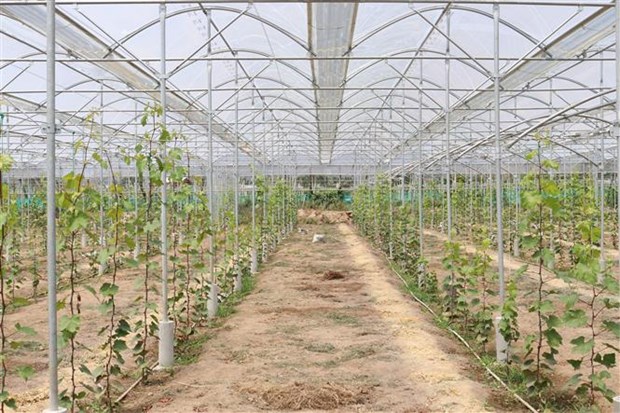 Ninh Thuan transforme l'agriculture de haute technologie en fer de lance economique hinh anh 2