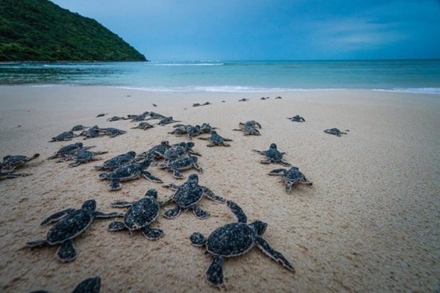 Lancement d'un nouveau film appelant a la protection des tortues marines hinh anh 1